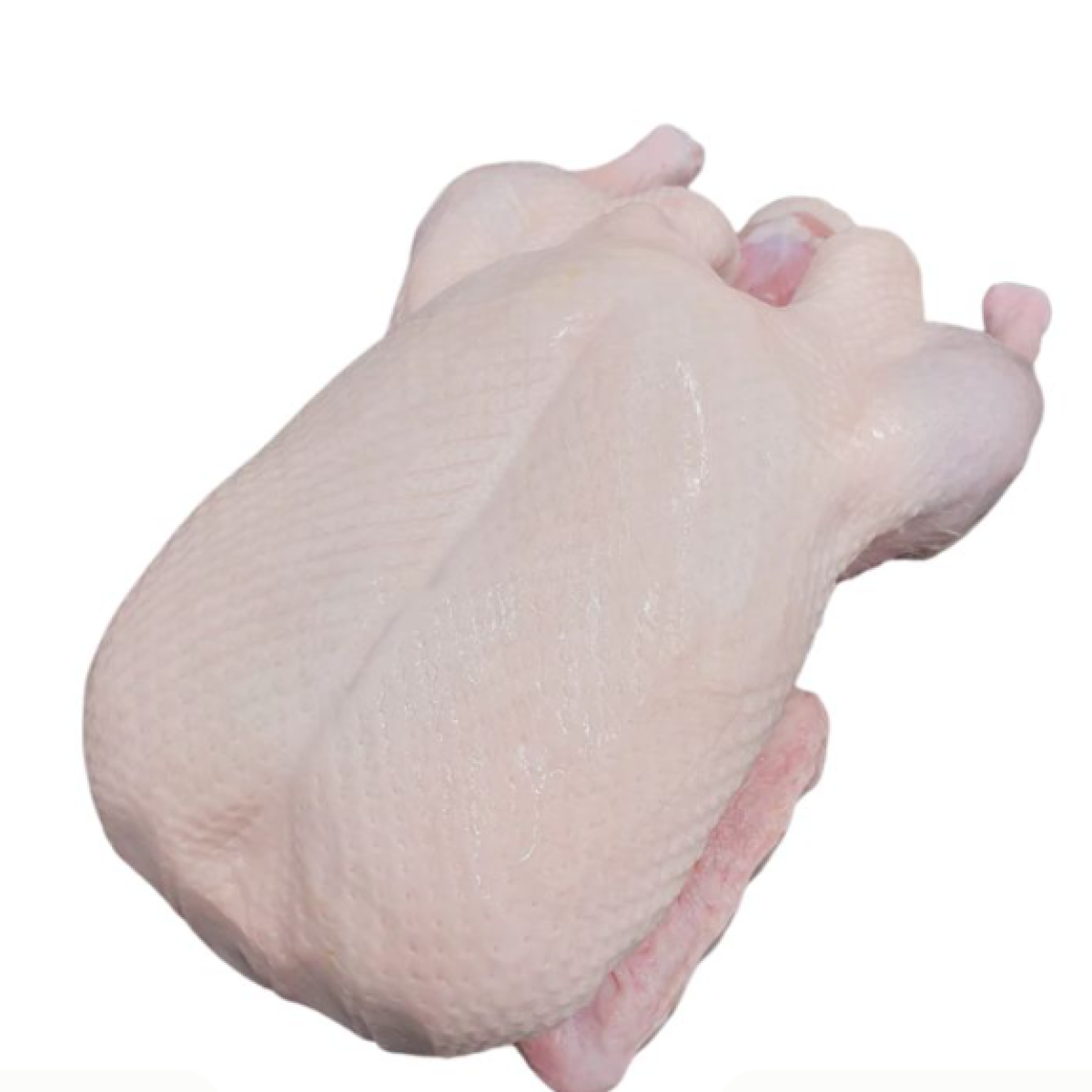 Frozen Duck